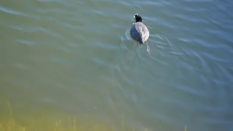 Waterfowl sails from shore to depth Video stock 75036657