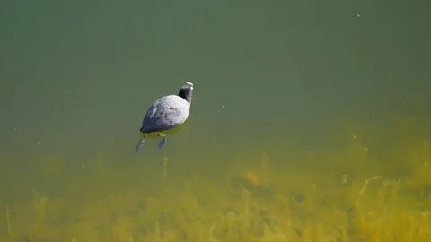Waterfowl sails from shore to depth Stock Footage 75036815
