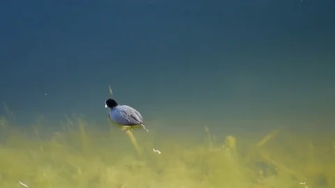Waterfowl sails from shore to depth Stock-Footage 75037219