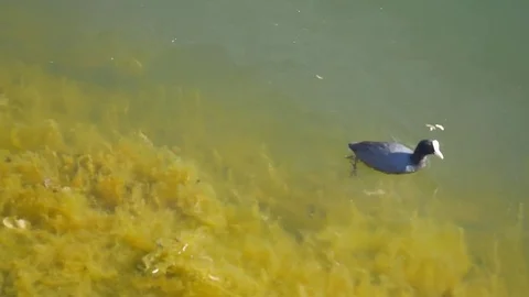 Waterfowl sails from shore to depth Stock-Footage 75037496