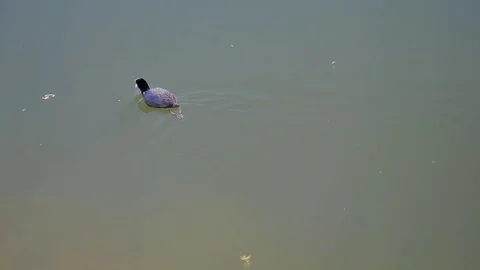 Waterfowl sails from shore to depth Stock-Footage 75037867