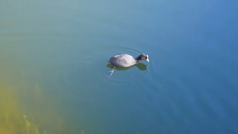 Waterfowl sails from shore to depth in old pond Stock Footage 75035576