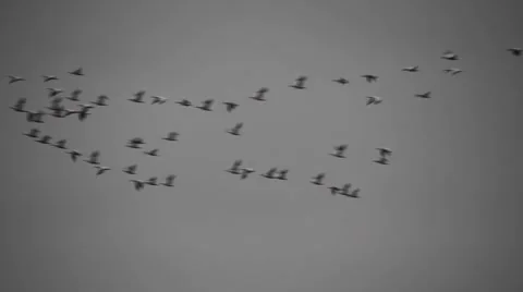 Waterfowl shooting Stock Footage