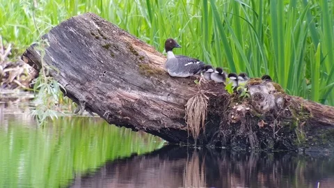 WATERFOWL SNAP JUMPING INTO THE WATER Stock-Footage 82139529