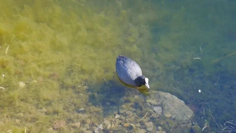 Waterfowl walks the shelf Stock-Footage 75036403