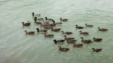 Waterfowl wild ducks Stock Footage 221501267