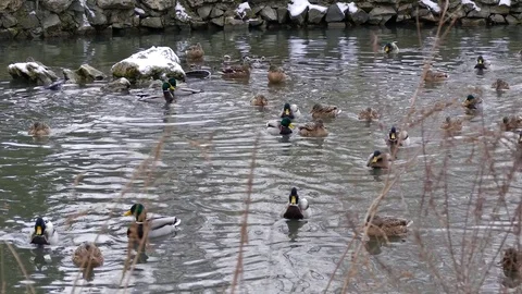 Waterfowl in a winter Stock Footage 78876052