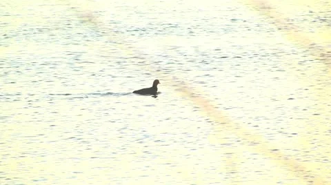 Waterfowl,cross,sunset,river Stock Footage 21730678