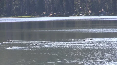 Waterfowls feeding Video stock 41718375
