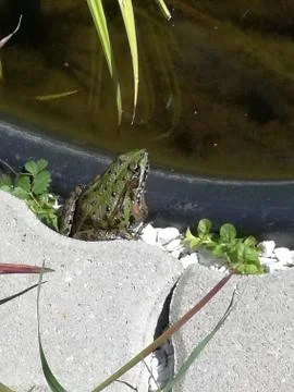 WATERFROG Stock Photos