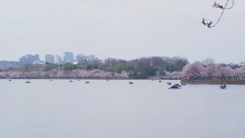 Waterfront Activity with Cherry Blossoms in Bloom, Washington DC in distance Stock Footage 302471870