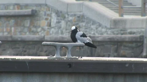 Waterfront Bird 01 Stock Footage 493816