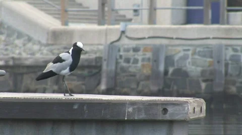 Waterfront Bird 02 Stock Footage 493808