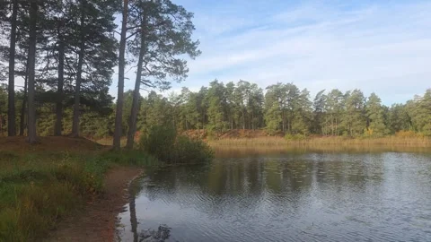 Waterfront Pine Trees View Stock Footage 347745828