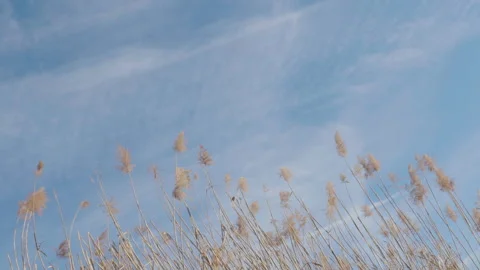Waterfront Plants in Prospct Park Stock Footage 265128461