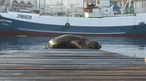 Waterfront Seals 03 Stock Footage 493855
