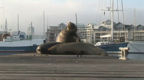 Waterfront Seals 04 Video stock 493837