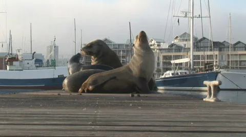 Waterfront Seals 05 Stockbeeldmateriaal 493843