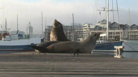 Waterfront Seals 06 Video stock 493827