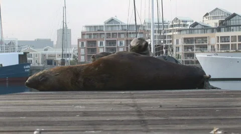 Waterfront Seals 07 Video stock 493857