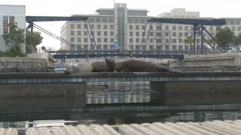 Waterfront Seals 08 Video stock 493863