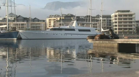 Waterfront Seals 09 Stock Footage 493880