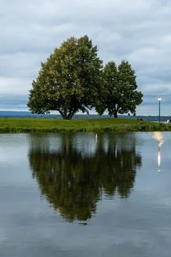 Waterfront with trees and their reflection in water in the park in summer. An Stock Photos