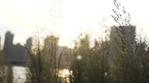 Waterfront weeds at sunset Stock Footage 68040892