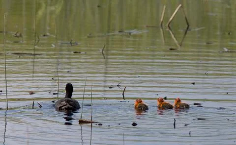 Waterhen Coot with Babies Stock-Fotos