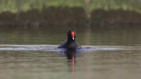 Waterhen Stock Footage 225466296