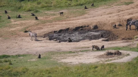 Waterhole with animals, Uganda Stock-Footage 101444340