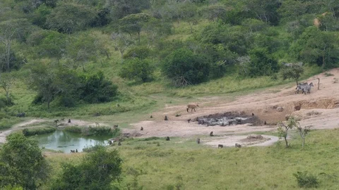 Waterhole with animals, Uganda Stock-Footage 101444385