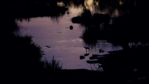 Waterhole at dusk reflecting the last light of day Stock-Footage 345521050