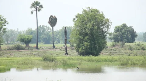 The Waterhole Stock Footage 37707798