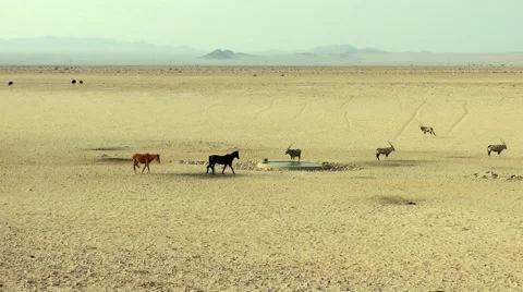 Waterhole with horses and oryx Stock Footage 55587853