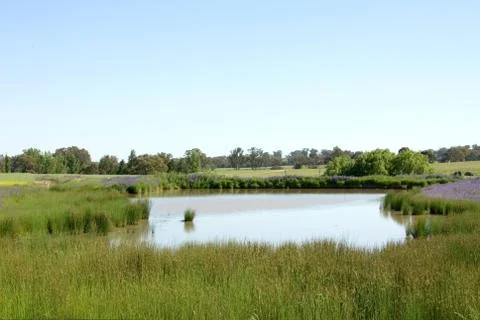 Waterhole Stock Photos