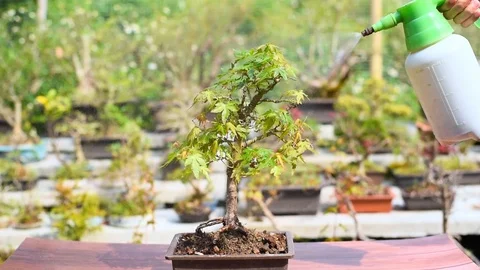 Watering and Sprayed Japanese Maple Bonsai. Stock Footage 106106594