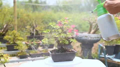 Watering and Sprayed Japanese Maple Bonsai. 스톡 동영상 106106853