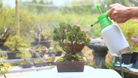 Watering and Sprayed Shimpaku Juniper Bonsai Tree. Stock Footage 106106872