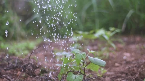 Watering bean tree Stock Footage 242177798