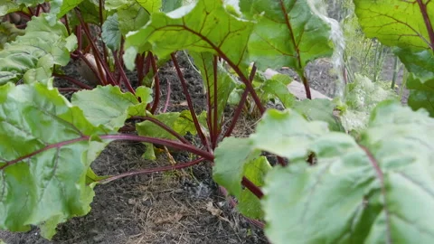 Watering beetroot or beet growing in vegetable garden ready for harvesting Stock Footage 203836569