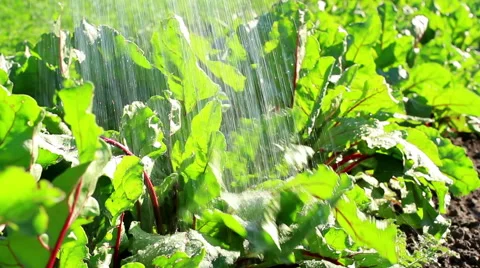 Watering beets in the garden. Stock Footage 52082569