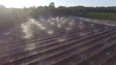 Watering Blueberries Stock Footage 218617238