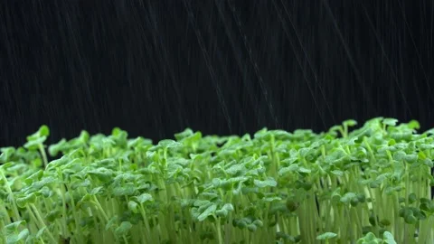 Watering broccoli microgreens. 스톡 동영상 201248635