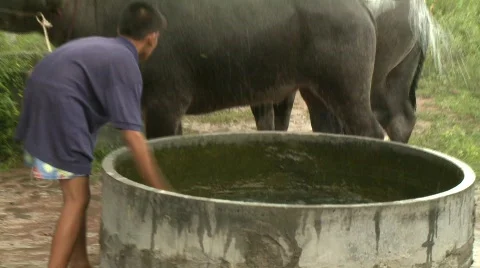 Watering buffalo 1 Stock Footage 484948