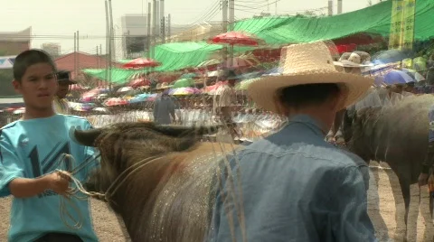 Watering buffalo 10 Stock Footage 485558