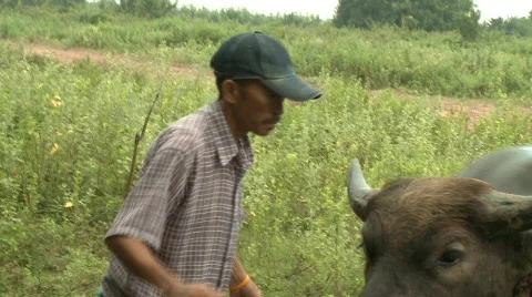 Watering buffalo 2 Stock-Footage 484941