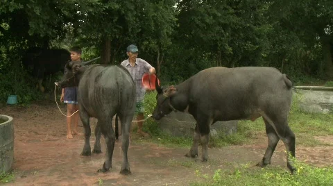 Watering buffalo 3 Stock Footage 484922