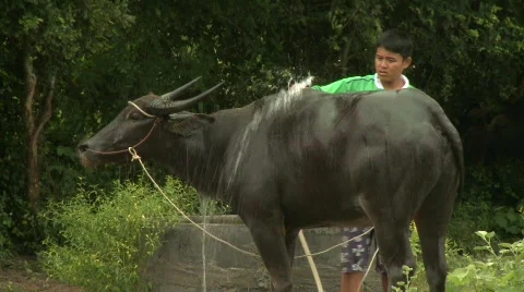 Watering buffalo 4 Stock Footage 484918