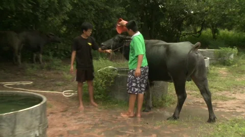 Watering buffalo 5 Vídeo Stock 484914